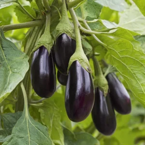 Black Beauty Eggplant Seeds – Classic Heirloom, 50 Seeds, Full Sun, Outdoor - Image 1