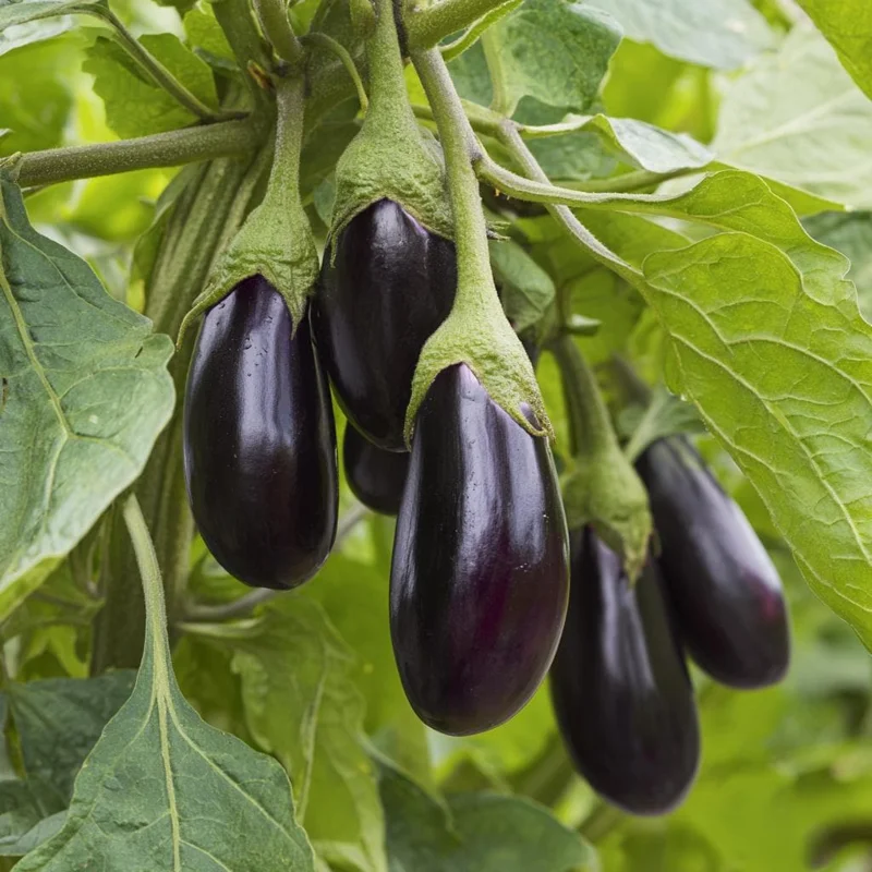 Black Beauty Eggplant Seeds – Classic Heirloom, 50 Seeds, Full Sun, Outdoor - Image 1
