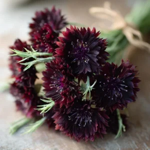 Black Cornflower Seeds - 100 Centaurea Cyanus Edible & Ornamental Blooms - Image 2