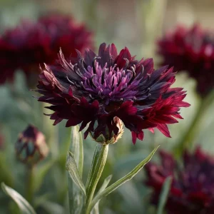Black Cornflower Seeds - 100 Centaurea Cyanus Edible & Ornamental Blooms - Image 3