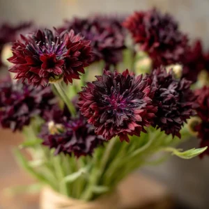 Black Cornflower Seeds - 100 Centaurea Cyanus Edible & Ornamental Blooms - Image 5