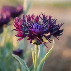 Black Cornflower Seeds - 100 Centaurea Cyanus Edible & Ornamental Blooms - Image 7
