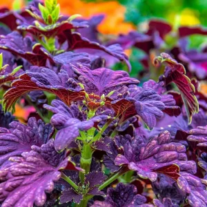 Black Dragon Coleus Seeds - 20 Pack - Dramatic Dark Foliage Ornamental Annual - Image 2