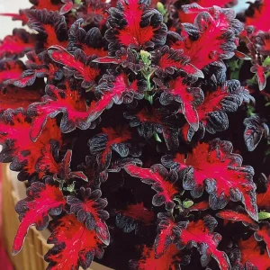 Black Dragon Coleus Seeds - 20 Pack - Dramatic Dark Foliage Ornamental Annual - Image 3