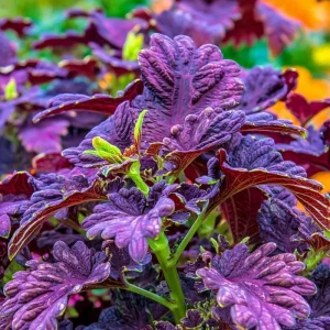 Black Dragon Coleus Seeds - 20 Pack - Dramatic Dark Foliage Ornamental Annual - Image 4