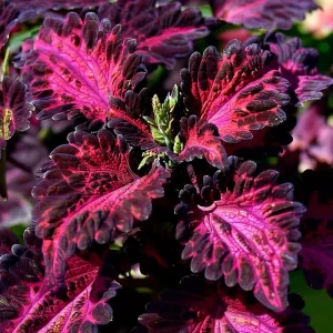 Black Dragon Coleus Seeds - 20 Pack - Dramatic Dark Foliage Ornamental Annual - Image 1