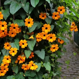 Black Eyed Susan Vine Seeds - Heirloom Thunbergia Alata - 50 Seeds for Vines & Trellises - Image 2