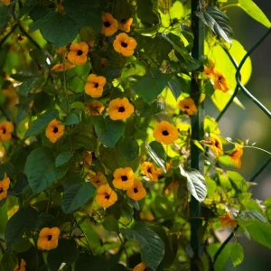 Black Eyed Susan Vine Seeds - Heirloom Thunbergia Alata - 50 Seeds for Vines & Trellises - Image 3