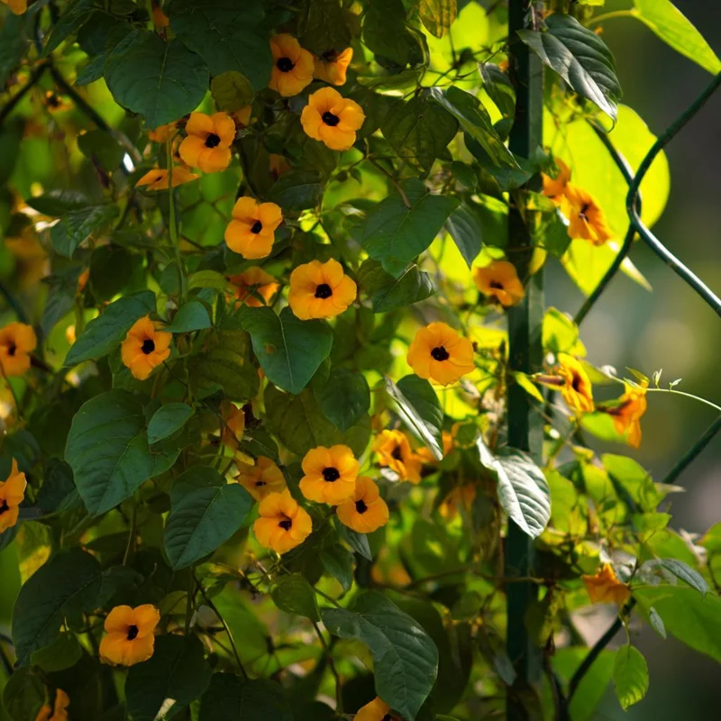 Black Eyed Susan Vine Seeds - Heirloom Thunbergia Alata - 50 Seeds for Vines & Trellises - Image 3