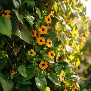 Black Eyed Susan Vine Seeds - Heirloom Thunbergia Alata - 50 Seeds for Vines & Trellises - Image 1