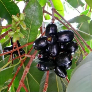 Black Jambu Plum Live Plant – 14-18in Tall – 1 Gallon Pot – Tropical Fruit Tree - Image 2