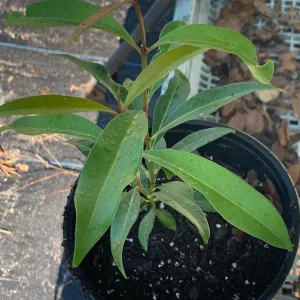 Black Jambu Plum Live Plant - Java Plum Fruit Tree - Half Gallon Pot - Image 3