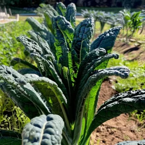 Black Magic Kale Seeds - 300 Count | Lacinato, Cold-Hardy Leafy Greens - Image 2