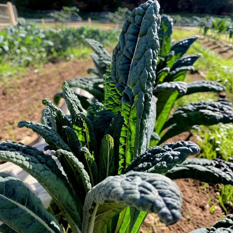 Black Magic Kale Seeds - 300 Count | Lacinato, Cold-Hardy Leafy Greens - Image 6