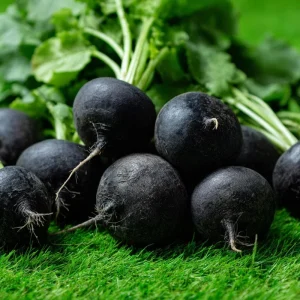 Black Spanish Round Radish Seeds - Heirloom Winter Crop, 250 Seeds - Image 3