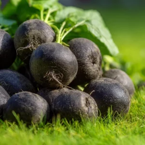 Black Spanish Round Radish Seeds - Heirloom Winter Crop, 250 Seeds - Image 1