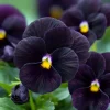 Black Viola Sorbet Seeds, 25 Seeds - Velvet-Purple Blooms for Garden & Containers - Image 1