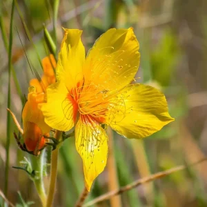 Blazing Star Seeds (50 Count) – Mentzelia lindleyi Golden Wildflower – Drought Tolerant Pollinator Seeds - Image 2
