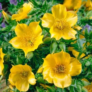 Blazing Star Seeds (50 Count) – Mentzelia lindleyi Golden Wildflower – Drought Tolerant Pollinator Seeds - Image 4