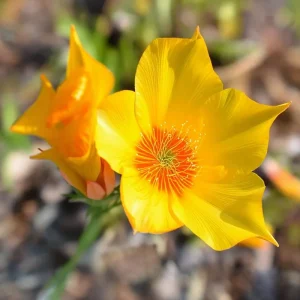 Blazing Star Seeds (50 Count) – Mentzelia lindleyi Golden Wildflower – Drought Tolerant Pollinator Seeds - Image 5