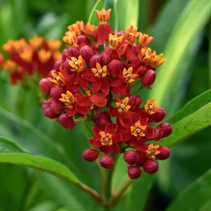 Blood Flower Milkweed Seeds - Vibrant Red Blooms, 50 Seeds, Pollinator Friendly - Image 1