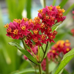 Blood Flower Milkweed Seeds - Vibrant Red Blooms, 50 Seeds, Pollinator Friendly - Image 2