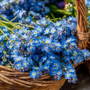 Blue Angel Cape Forget Me Not Seeds - 200 Annual Flower Seeds for Cottage Gardens, Pollinator Friendly - Image 1