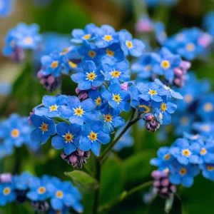 Blue Angel Cape Forget Me Not Seeds - 200 Annual Flower Seeds for Cottage Gardens, Pollinator Friendly - Image 2