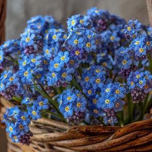 Blue Angel Cape Forget Me Not Seeds - 200 Annual Flower Seeds for Cottage Gardens, Pollinator Friendly - Image 3
