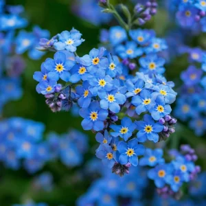 Blue Angel Cape Forget Me Not Seeds - 200 Annual Flower Seeds for Cottage Gardens, Pollinator Friendly - Image 4