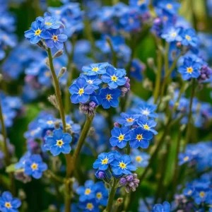 Blue Angel Cape Forget Me Not Seeds - 200 Annual Flower Seeds for Cottage Gardens, Pollinator Friendly - Image 5
