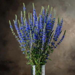 Blue Hyssop Seeds - Hyssopus officinalis - 250 Seed Packet - Outdoor Pollinator Herb - Image 2