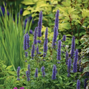 Blue Hyssop Seeds - Hyssopus officinalis - 250 Seed Packet - Outdoor Pollinator Herb - Image 3