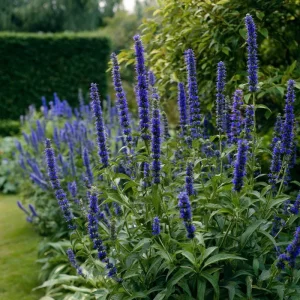 Blue Hyssop Seeds - Hyssopus officinalis - 250 Seed Packet - Outdoor Pollinator Herb - Image 1
