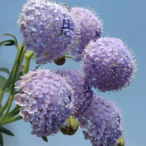 Blue Lace Flower Seeds | Didiscus caeruleus | 50 Sweet-Scented Cut Flower Seeds - Image 2
