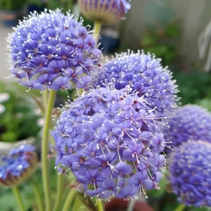 Blue Lace Flower Seeds | Didiscus caeruleus | 50 Sweet-Scented Cut Flower Seeds - Image 1