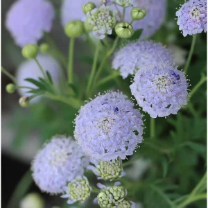 Blue Lace Flower Seeds | Didiscus caeruleus | 50 Sweet-Scented Cut Flower Seeds - Image 3