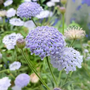 Blue Lace Flower Seeds | Didiscus caeruleus | 50 Sweet-Scented Cut Flower Seeds - Image 4