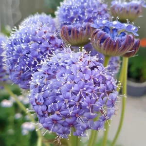 Blue Lace Flower Seeds | Didiscus caeruleus | 50 Sweet-Scented Cut Flower Seeds - Image 5