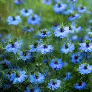 Blue Love In A Mist Seeds - Nigella damascena - 100 Ornamental Flower Seeds - Image 1