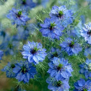 Blue Love In A Mist Seeds - Nigella damascena - 100 Ornamental Flower Seeds - Image 2