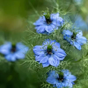 Blue Love In A Mist Seeds - Nigella damascena - 100 Ornamental Flower Seeds - Image 3