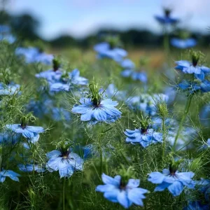 Blue Love In A Mist Seeds - Nigella damascena - 100 Ornamental Flower Seeds - Image 4