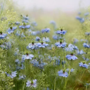 Blue Love In A Mist Seeds - Nigella damascena - 100 Ornamental Flower Seeds - Image 5