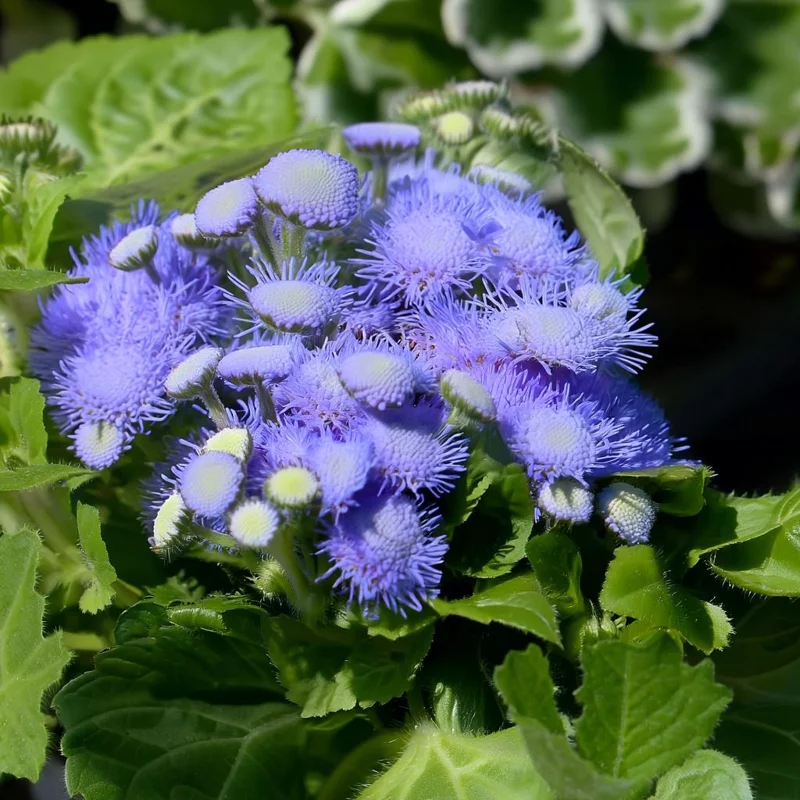 Blue Mist Flower Seeds - 200 Count Eupatorium Coelestinum, Fragrant Native Wildflower for Pollinator Gardens - Image 2