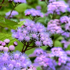 Blue Mist Flower Seeds - 200 Count Eupatorium Coelestinum, Fragrant Native Wildflower for Pollinator Gardens - Image 3