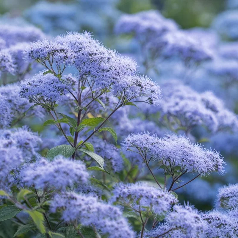 Blue Mist Flower Seeds - 200 Count Eupatorium Coelestinum, Fragrant Native Wildflower for Pollinator Gardens - Image 4