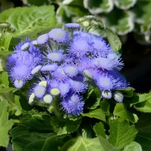 Blue Mist Flower Seeds - Eupatorium coelestinum - 200 Count - Fragrant Native Wildflower for Pollinators - Image 2