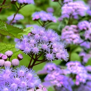 Blue Mist Flower Seeds - Eupatorium coelestinum - 200 Count - Fragrant Native Wildflower for Pollinators - Image 3