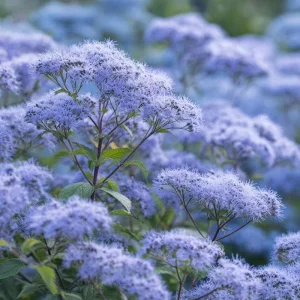 Blue Mist Flower Seeds - Eupatorium coelestinum - 200 Count - Fragrant Native Wildflower for Pollinators - Image 4